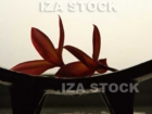 IZA1-09640-1.jpg